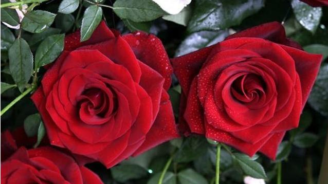 乳腺增生|它是天然“散结药”，女人经常吃，通乳化结，乳腺增生慢慢消失