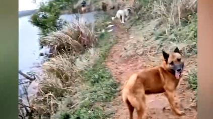 |狗狗下水为钓鱼佬捞鱼竿，网友：今晚是不是要加鸡腿