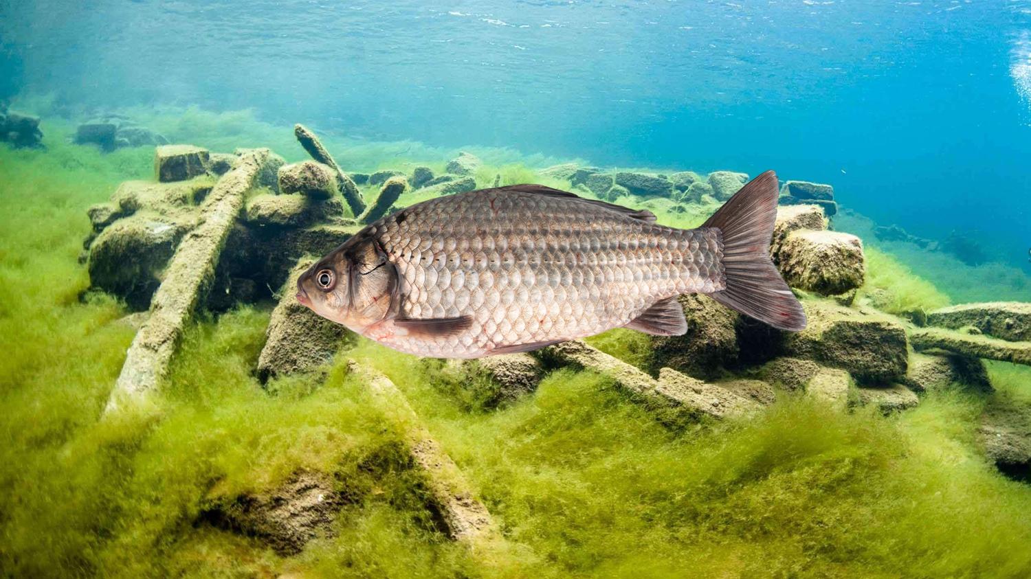 |泥底、草底、沙底、石头底、酱层底等不同水底环境下的钓鱼技巧