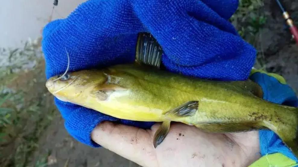 |野钓黄辣丁为何钓上几条就没鱼了？打窝方式和几点小技巧，来试试