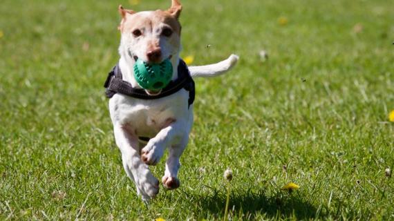 |得到领导赏识与提拔，生肖狗在职场之路越走越顺，能力得到发挥