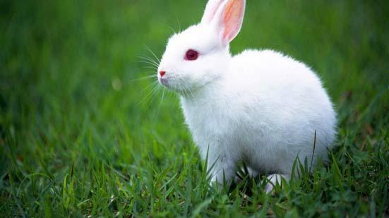 搞笑漫画|搞笑漫画：小白兔和富贵公子的故事