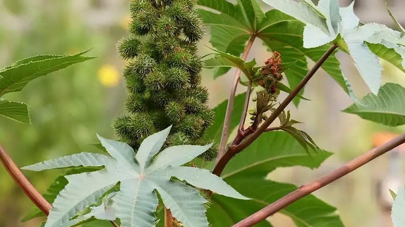 宝可梦|《宝可梦》来源与生态：处于最弱生态位，向日种子与向日花怪！