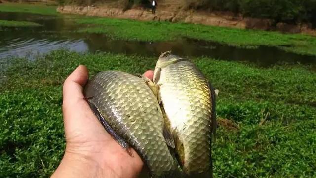 |惊蛰后钓鱼，认准这4种“浅水”地形，都是大板鲫的藏身之处