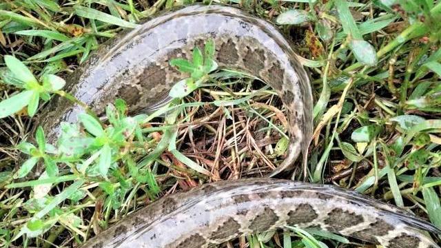 池塘|农村池塘不放鱼也能有鱼？我们钓过的鱼，有一种鱼能活一百多年