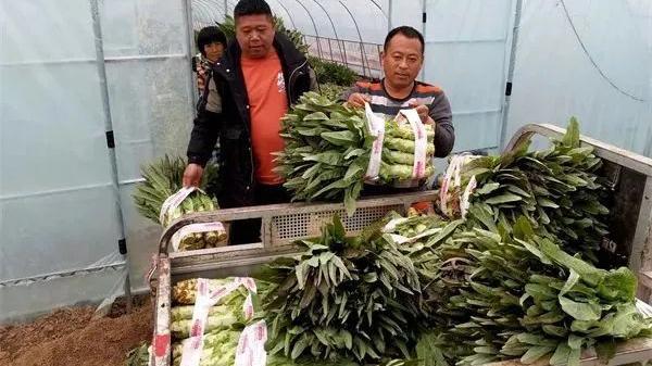 自助餐|早熟变扎堆，产地跌至5毛难卖，菜农盼走量，商贩：5月还要跌