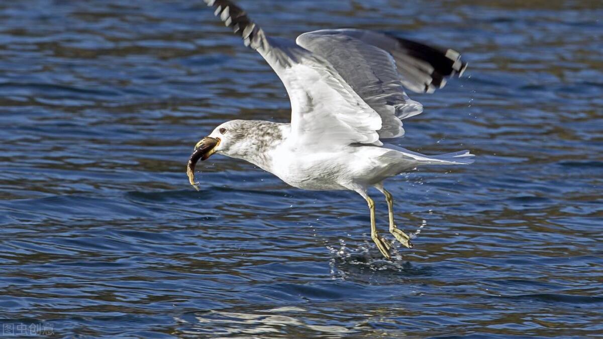 用好摄影构图中的“点”，摄影小白用手机也能轻松出大片！