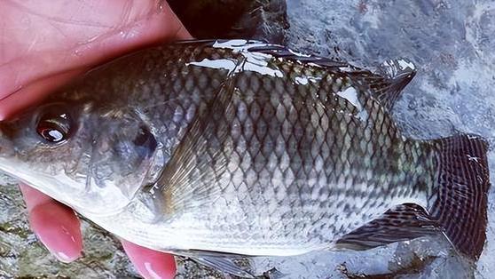 |广东男子野钓遇罕见一幕，不速之客跑来抢渔获，结果好气又好笑