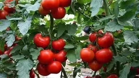 旅行|40多岁的我终于明白，人生就是一场自己跟自己的旅行，不需要朋友