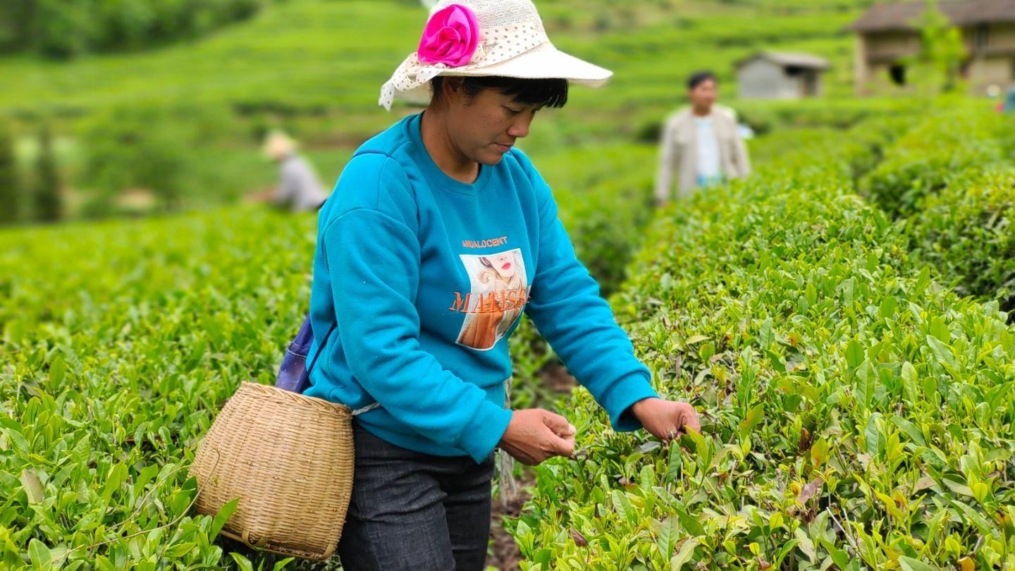 茶园|茶旅融合共发展 向世界敬一杯陕西好茶