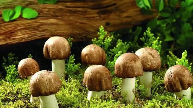 棍棒底下出香菇。香菇竟然是被打大的？