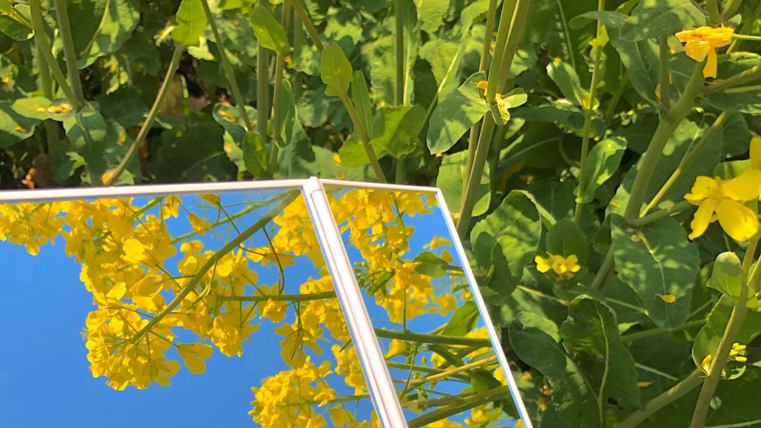 摄影技巧：春季油菜花拍照全攻略，真是太美了