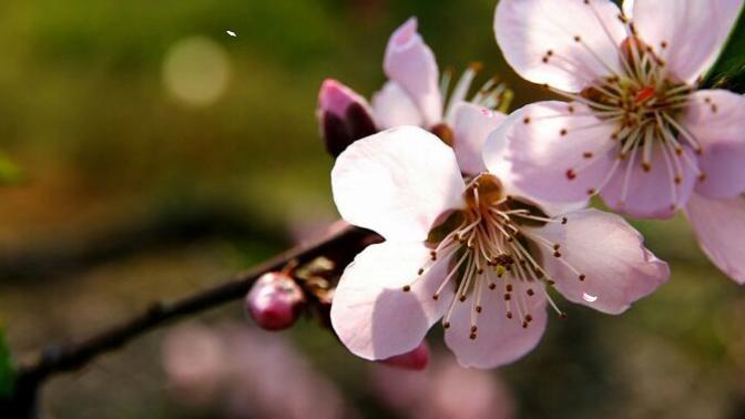 桃花岛|春节结束后，哪里适合拖家带口还不贵？建议打卡“浙北桃花岛”！