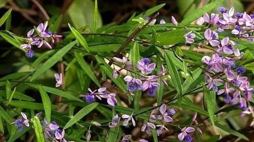 中药|这味中药最励志，是失眠多梦的好帮手