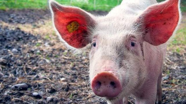 人际关系|擅长处理人际关系的属猪人，初入职场就和同事关系融洽，如鱼得水