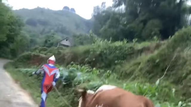 acgn漫评|男子崇拜奥特曼，就连去帮父亲放牛，都把自己打扮成奥特曼的模样