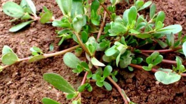 痔疮|它被叫做痔疮“克星”，每天吃两口，帮助消肿化瘀，痔疮悄悄好转