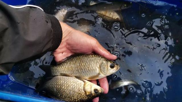 中药|闲谈流传已久的“六君子”钓鱼药酒，到底怎么配置、效果如何？