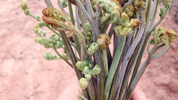 维生素B|这四种蔬菜致癌性可能比槟榔高，越早知道越安全