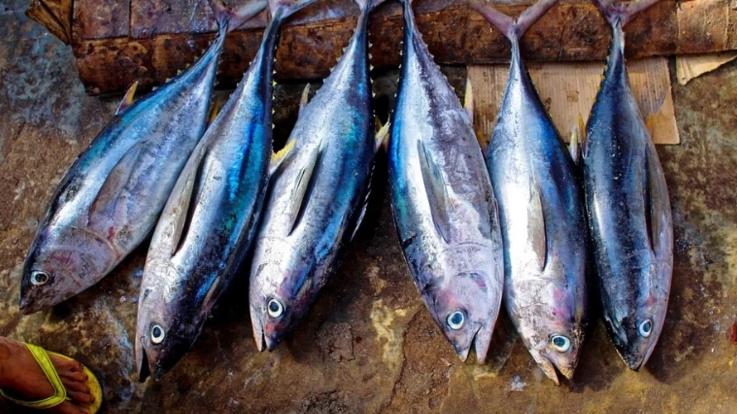 咖啡|这5种鱼，都是“重金属鱼”，不能吃，很多人还经常买，别不懂了