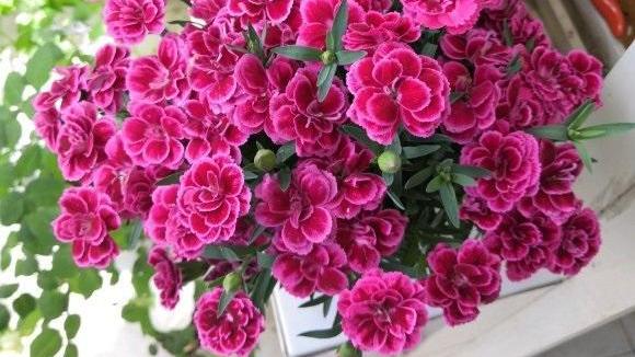 立春后，10种花适合阳台养护，几块钱一盆，打造“阳台花园”