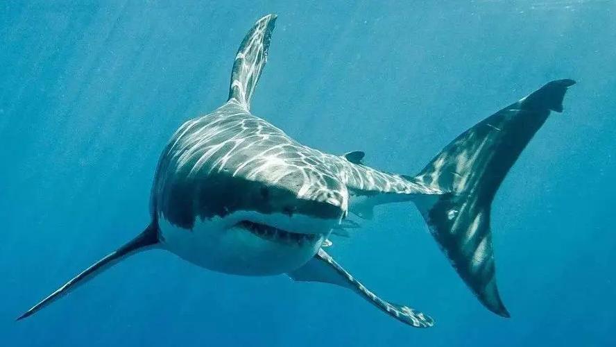 关于鲨鱼的知识，鲨鱼真的对人类有威胁吗？