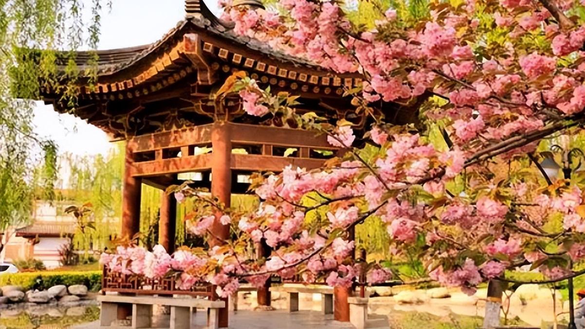 海岛|这座寺院不仅因为樱花而闻名，还有着非凡历史