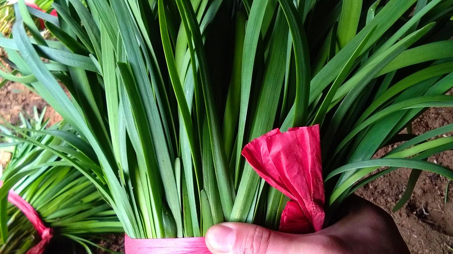 买韭菜，宽叶和窄叶韭菜有啥区别？看完才知道差别，以后别瞎买了