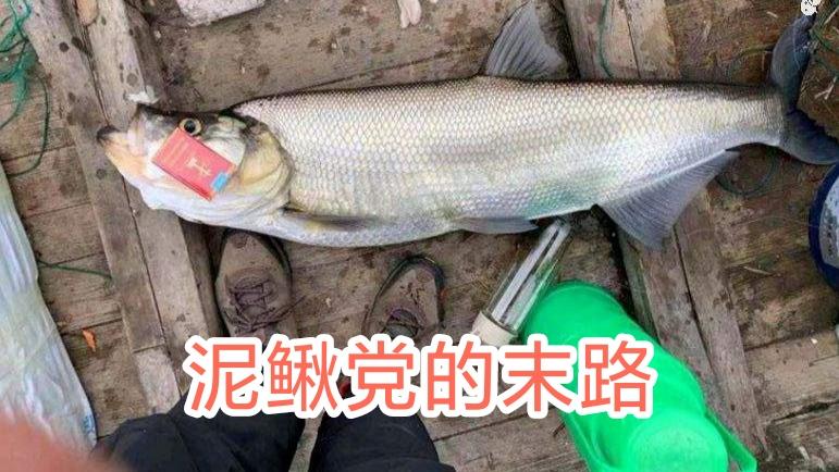 饵料|是人性的贪婪，还是钓法错误？“泥鳅党”为何屡禁不止？