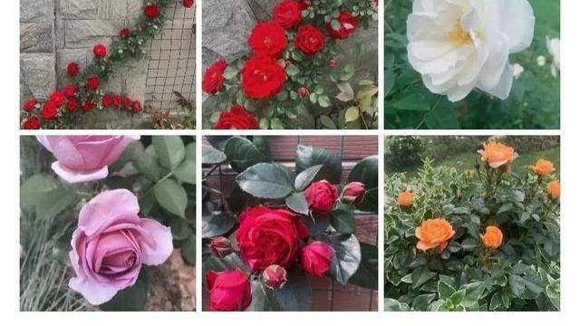 张馨予|张馨予晒自家小院子，亲力亲为，耕种了3000株植物，网友：羡慕！