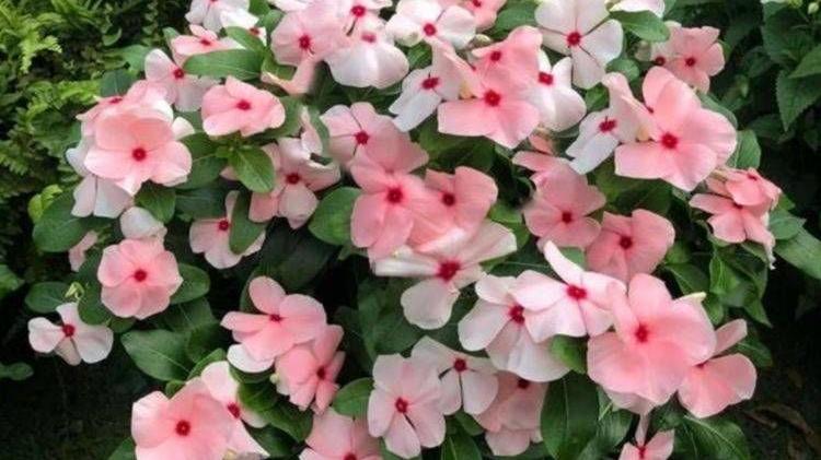 生肖|谁都不傻，只是不说罢了