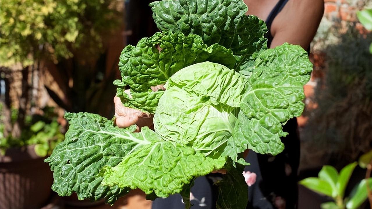 疫苗|厨房即药房！5种天然“急救良药”，好吃又管用，赶紧收藏！