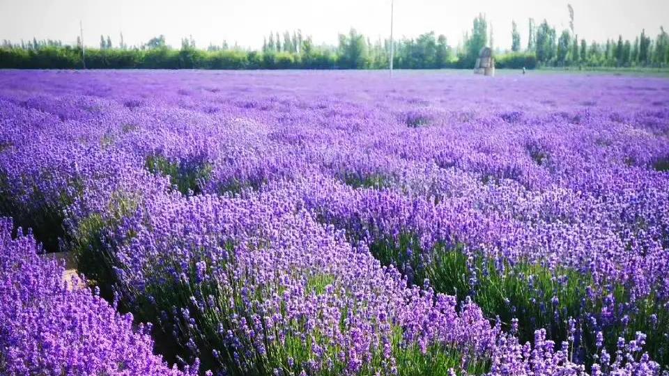 美丽|薰衣草花开的季节，是紫色的季节，是浪漫的季节