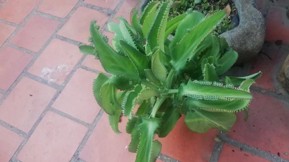 【原创二十四节气之芒种】种花时节