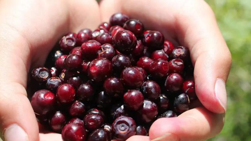 牛肉|蒙大拿州美食