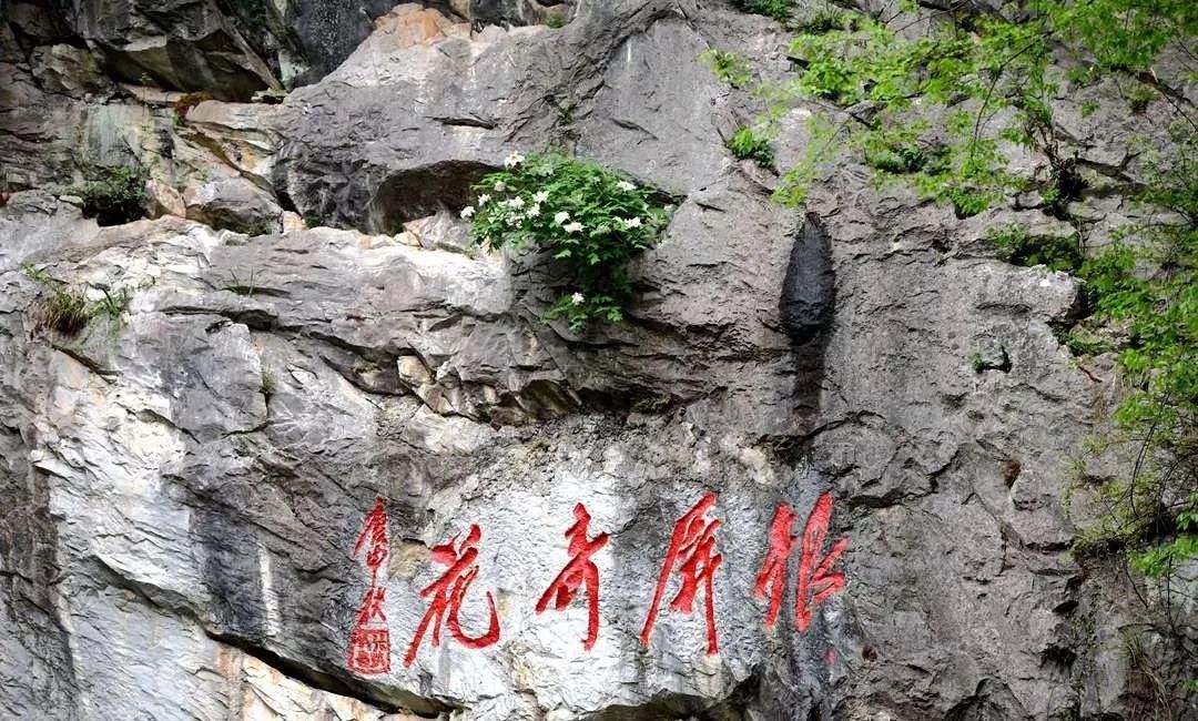 银屏山|安徽高颜值景区走红，拥有一株千年历史的白牡丹，被称为中国一绝