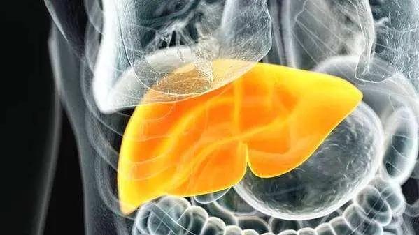 胰腺|肝纤维化有什么危害？能逆转吗？