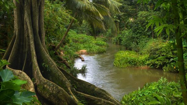 漫画家|漫画家日记：小黑兔的故事