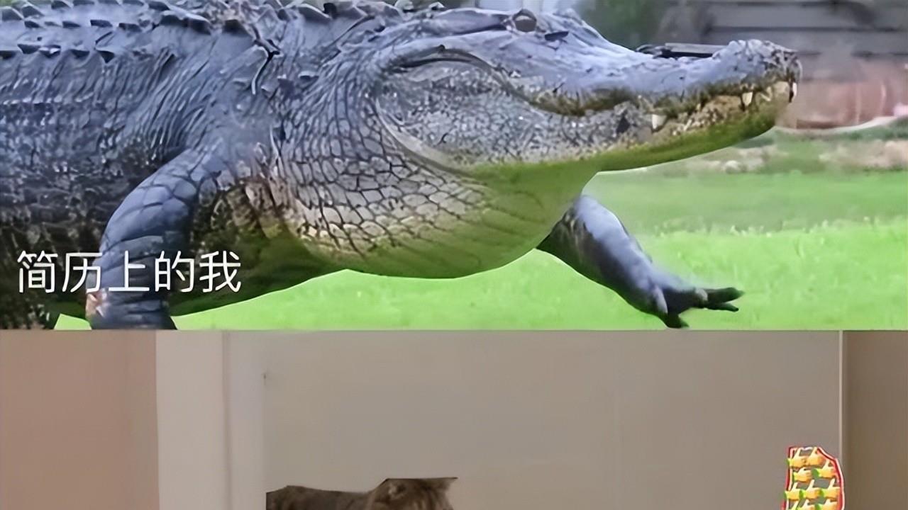 阿里巴巴|00后简历真敢写，“谷爱凌朋友”刷新三观，面试官：不知如何反驳