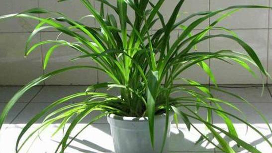 穷人家里摆上这4种植物，方能扭转运势，暗喻越住越富裕！