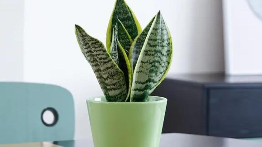 床头柜摆一盆虎皮兰，净化空气还好看，改善睡眠寓意好，值得拥有