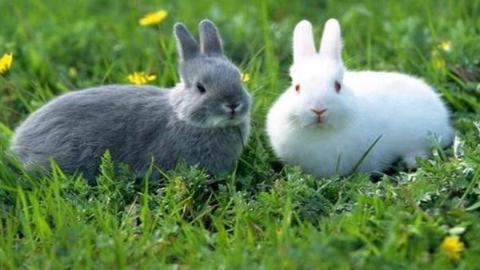 属兔|大财小财从天而降，属兔人未来一段时间事业顺利，在职场如鱼得水