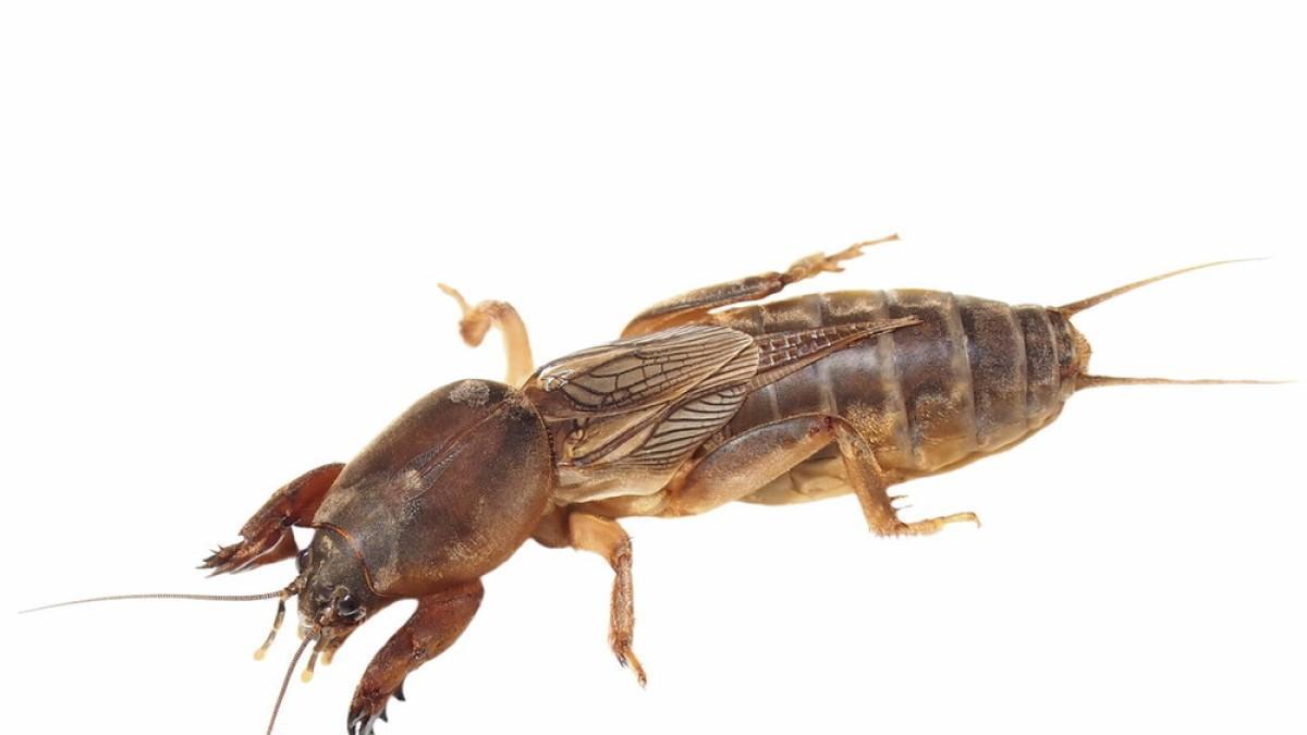 臭烘烘的蝼蛄，是许多80后的童年回忆，蝲蝲蛄有何危害，能吃吗？