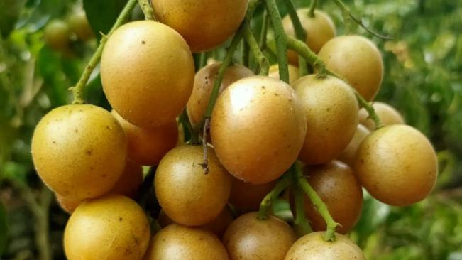 蔬菜|南方6种常见的水果，名气大价格也实惠，大多数北方人没有吃过