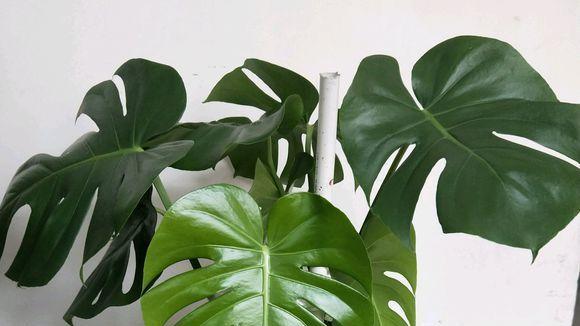 ?6种“网红绿植”，适合客厅，书房，卧室养护，还能净化空气