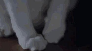 acgn漫评|“我逃过了虐猫者，却没逃过这场手术！”（漫画科普）看完好心疼