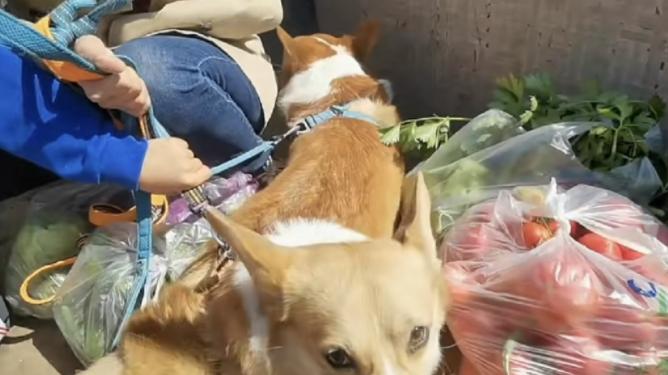 管彤|3大袋蔬菜两条狗，央视女主持管彤带儿子坐三轮车，下乡去买菜