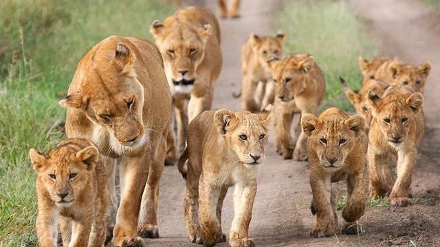 动物交配六亲不认，那流浪雄狮长大以后，还认识自己的母亲吗？