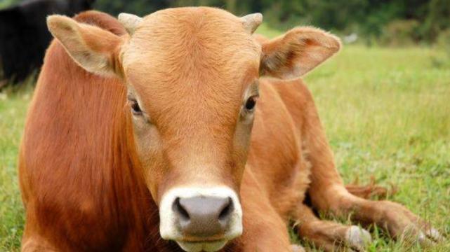 属牛|月神眷顾桃花袭来，属牛人事业发展态势一片大好，在职场乘风破浪