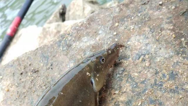 饵料|未知鱼种？信阳钓鱼人淮河钓起奇鱼，称：钓了几十年鱼第一次见
